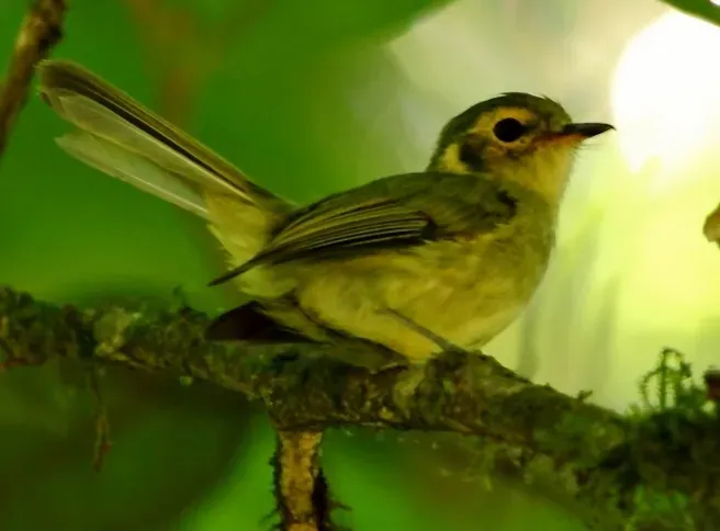 File:Phylloscartes oustaleti - Oustalet's Tyrannulet (cropped).jpg
