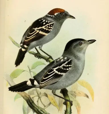 File:ThamnophilusInsignisSmit (cropped).jpg