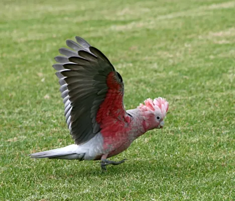 File:Eolophus roseicapilla takeoff.jpg