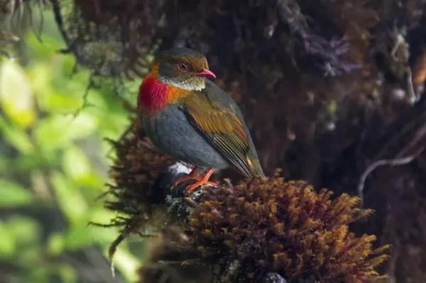 File:Pipreola whitelyi - Red-banded Fruiteater (male); Mount Roraima, Venezuela.jpg
