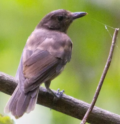 File:Morningbird Colluricincla tenebrosa photographed in Palau in 2013 by Devon Pike (cropped).jpg