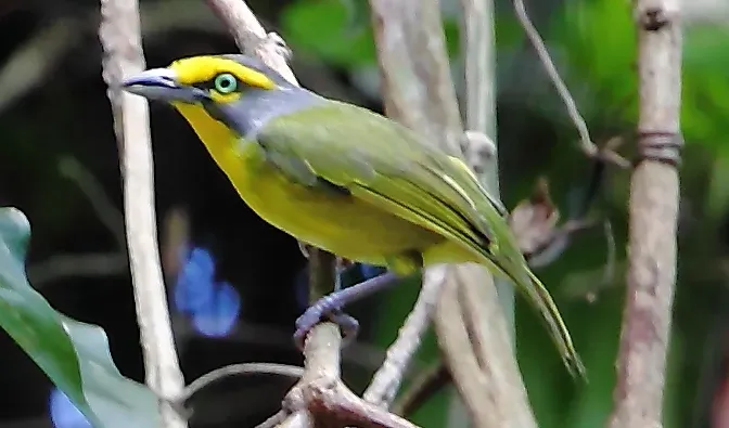 File:Vireolanius leucotis - Slaty-capped Shrike-Vireo (cropped).JPG