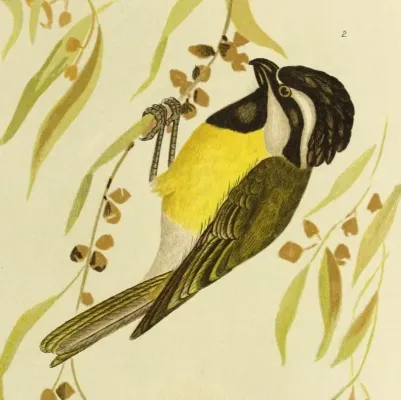 File:Falcunculus leucogaster.jpg