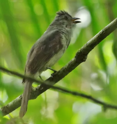 File:Screaming piha (Lipaugus vociferans) (16860813242) (cropped).jpg