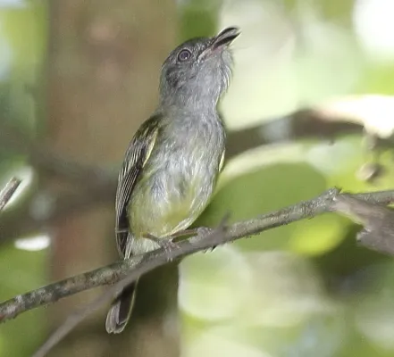 File:Northern Bentbill (Oncostoma cinereigulare) (5771914809) (cropped).jpg
