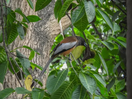 File:Rufous treepie (Dendrocitta vagabunda) 03.jpg