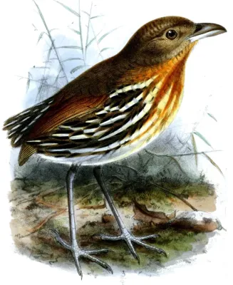 File:GrallariaDignissimaKeulemans (cropped).jpg