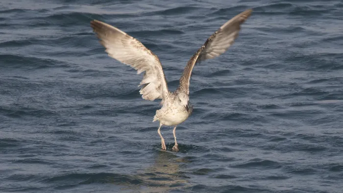 File:Larus armenicus - Armenian gull 01.jpg