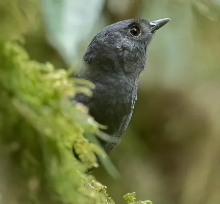 File:Scytalopus alvarezlopezi - Tatama Tapaculo; Tatama Reserve, Pueblo Rico, Risaralda, Colombia (cropped).jpg