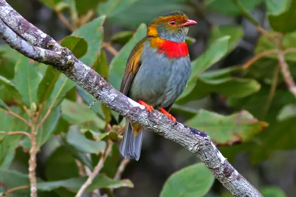 File:Pipreola whitelyi macho.jpg