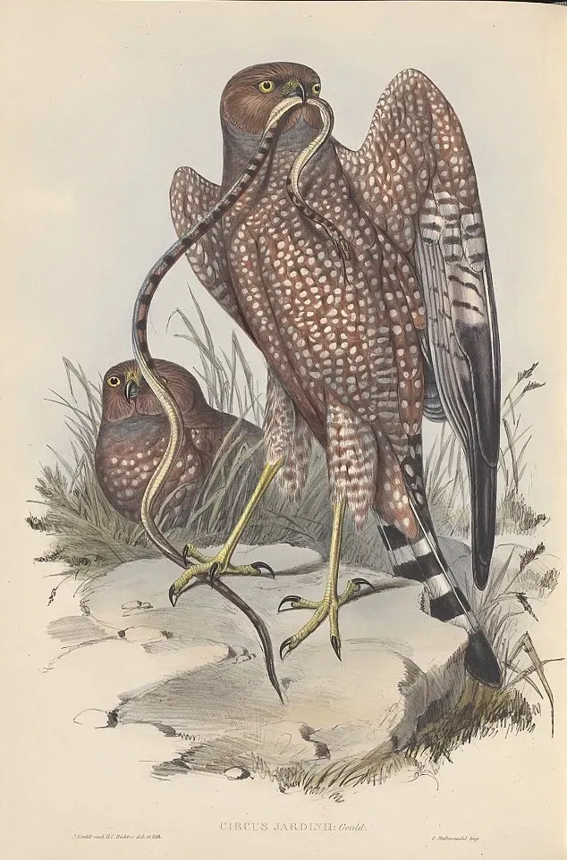 File:Circus assimilis gould.jpg