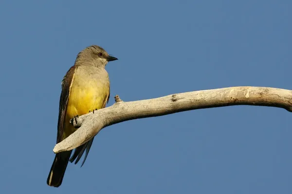 File:Tyrannus-Vociferans-002.jpg