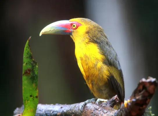 File:Araçari banana - Pteroglossus bailloni, Tapiraí, São Paulo, Brazil 3.jpg