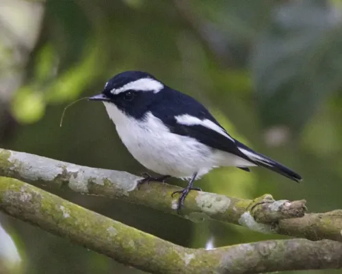 File:Ficedula westermanni 1.jpg