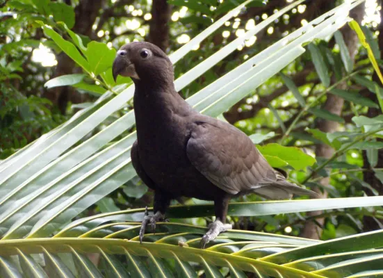 File:Coracopsis vasa -Madagascar-8.jpg