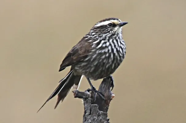 File:Andean Tit-spinetail (Leptasthenura andicola) (cropped).jpg