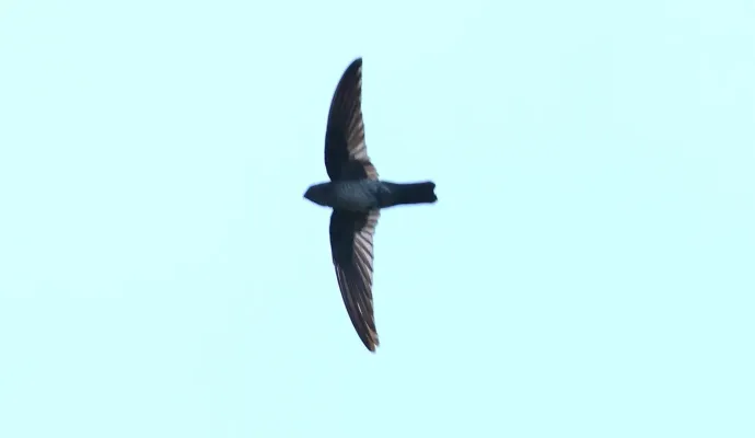 File:Collocalia marginata (cropped).jpg