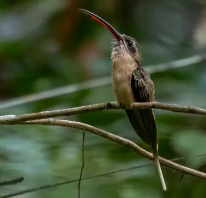 File:Phaethornis malaris - Great-billed Hermit; Serra do Divisor Nationa Park, Acre, Brazil (cropped).jpg