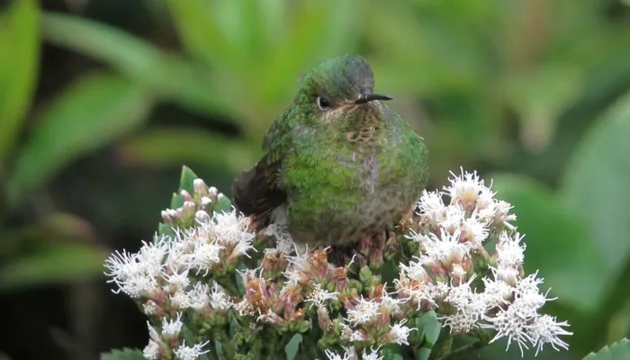 File:Metallura williami Metalura verde Viridian Metaltail (8729198471) (cropped).jpg