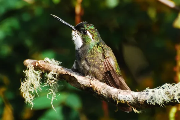 File:Lampornis castaneoventris-003 (cropped).jpg