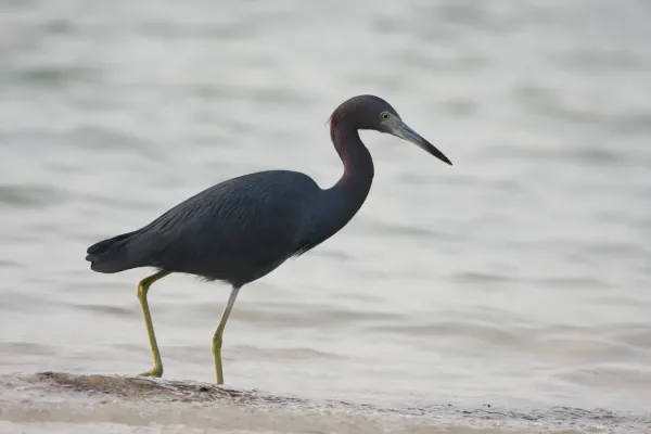 File:Egretta caerulea 9455.jpg