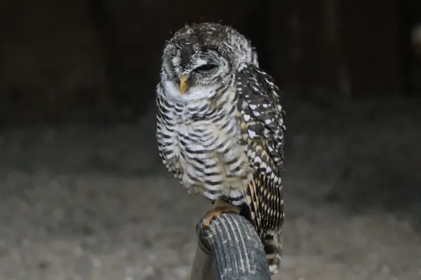 File:Chaco-Kauz (Strix chacoensis) (20234749983) (cropped).jpg