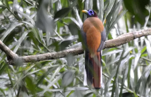 File:Philippine Trogon (Harpactes ardens) (7187401270) (cropped).jpg