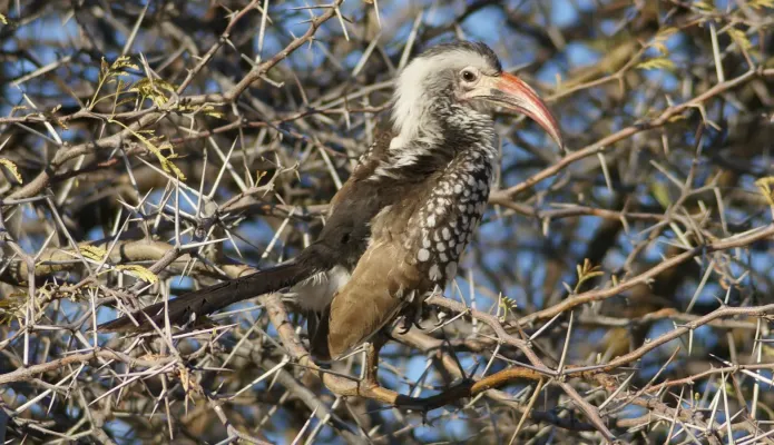 File:Tockus damarensis, Etosha (cropped).jpg