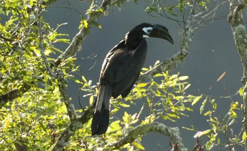File:Two Bushy-crested Hornbills (Anorrhinus galeritus) in a tree (cropped).jpg