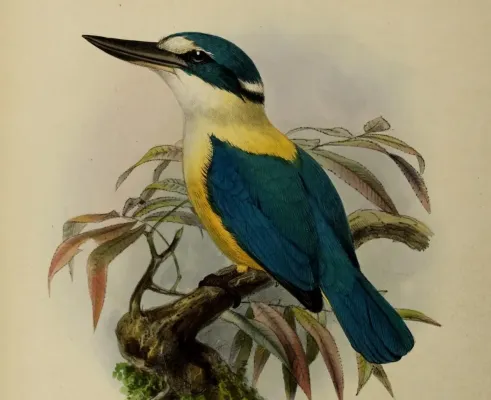 File:Todiramphus recurvirostris by John Gerrard Keulemans (cropped).jpg