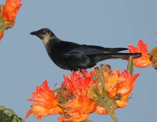 File:Corvus sinaloae (cropped2).jpg