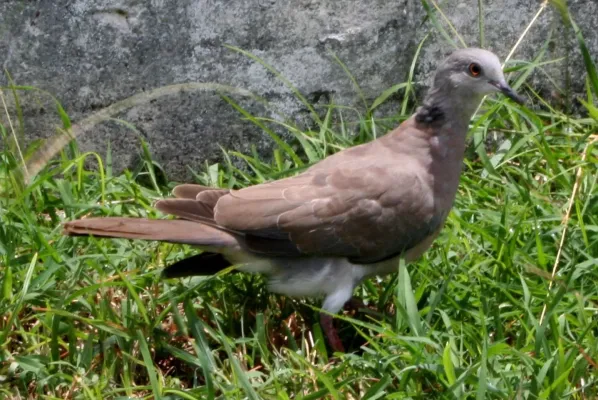 File:Streptopelia dusumieri, feral, Saipan (cropped).jpg
