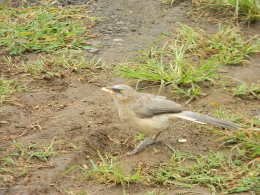 File:Large Grey Babbler(Argya malcolmi).jpg