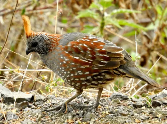 File:Callipepla douglasii 75772806.jpg