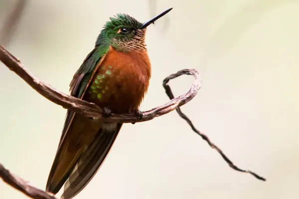 File:Boissonneaua matthewsii -Machu Picchu, Peru-8.jpg