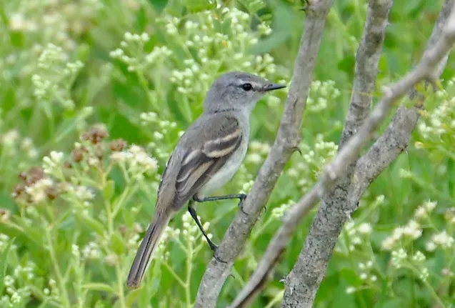 File:Serpophaga griseicapilla) (cropped2).jpg