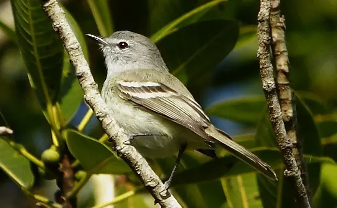 File:Inezia inornata - Plain tyrannulet (cropped).jpg