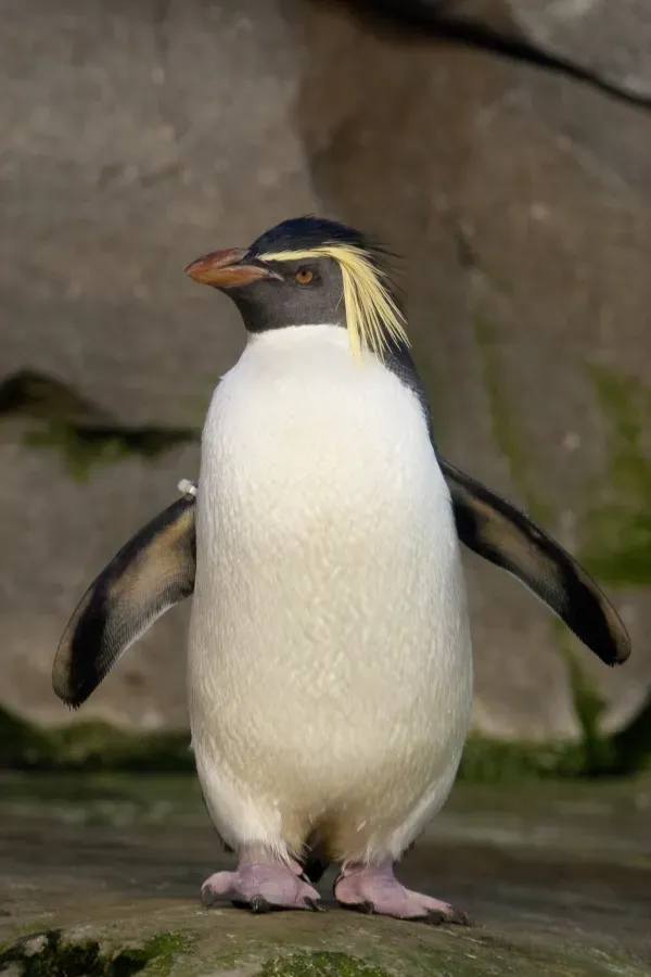 File:Eudyptes moseleyi -Zoologischer Garten Berlin, Germany-8a.jpg