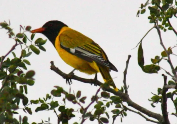File:Oriolus larvatus, Skukuza, Kruger NP, South Africa 25791.jpg