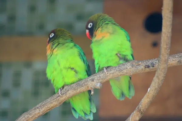 File:Agapornis nigrigenis -London Zoo-8a.jpg
