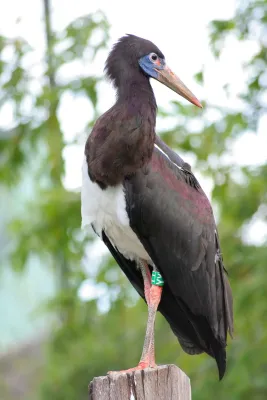 File:Ciconia abdimii -London Zoo-8a.jpg