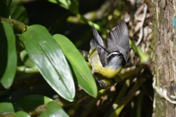 File:Coereba flaveola takes flight.jpg