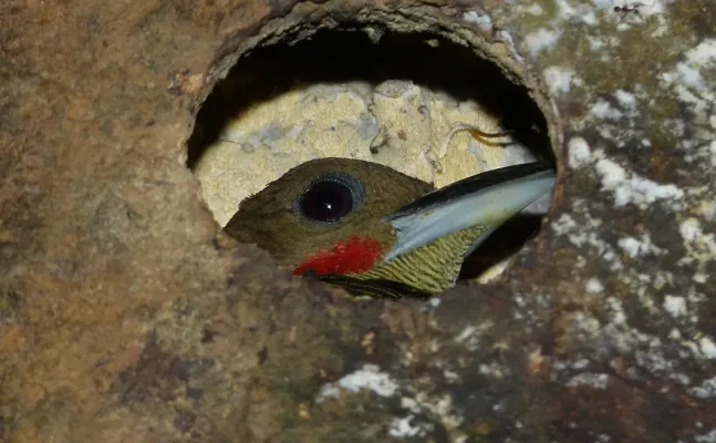 File:Buff-necked Woodpecker (Meiglyptes tukki) (8686299407) (cropped).jpg