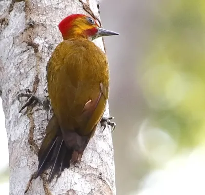 File:Piculus leucolaemus - White-throated woodpecker (male) (cropped).jpg
