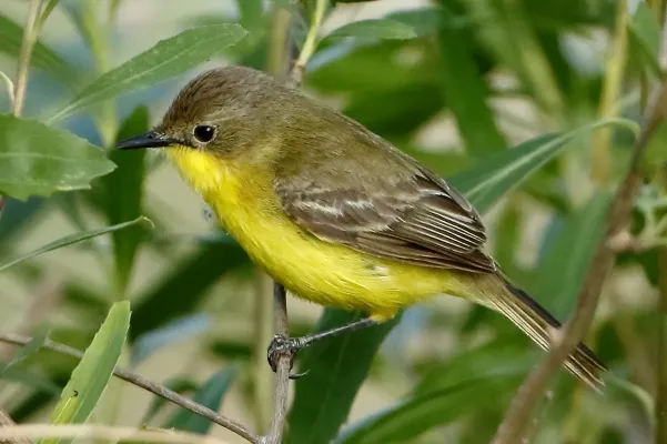 File:Pseudocolopteryx dinelliana - Dinelli's doradito (cropped).jpg