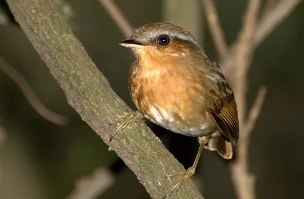 File:Flickr - Dario Sanches - CHUPA-DENTE (Conopophaga lineata) (cropped).jpg