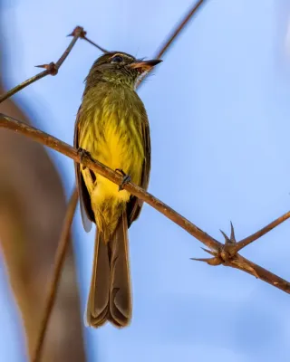 File:Ramphotrigon fuscicauda - Dusky-tailed Flatbill; Ramal do Noca, Rio Branco, Acre, Brazil (cropped).jpg