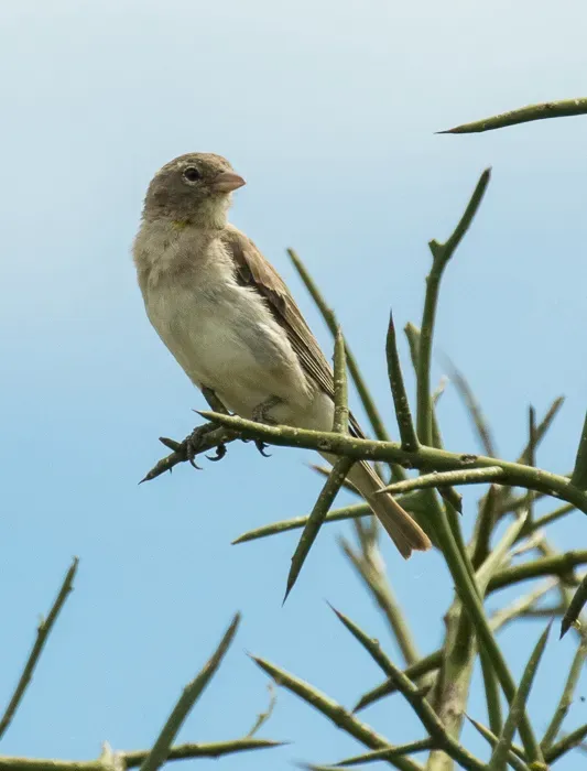 File:Gymnoris pyrgita (Yellow-spotted Bush Sparrow), Nairobi NP, Kenya 2018 CD5A0166.jpg