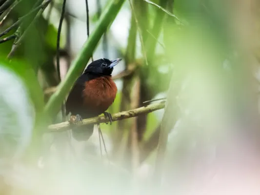 File:Neoctantes niger - Black Bushbird - female.jpg
