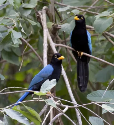 File:Cyanocorax yucatanicus -Tulum, Mexico - immature-8.jpg